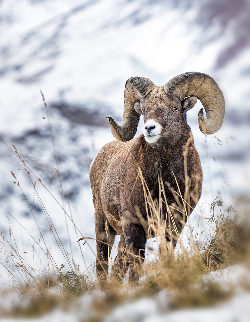Top 10 Spots to See Bighorn Sheep in the USA