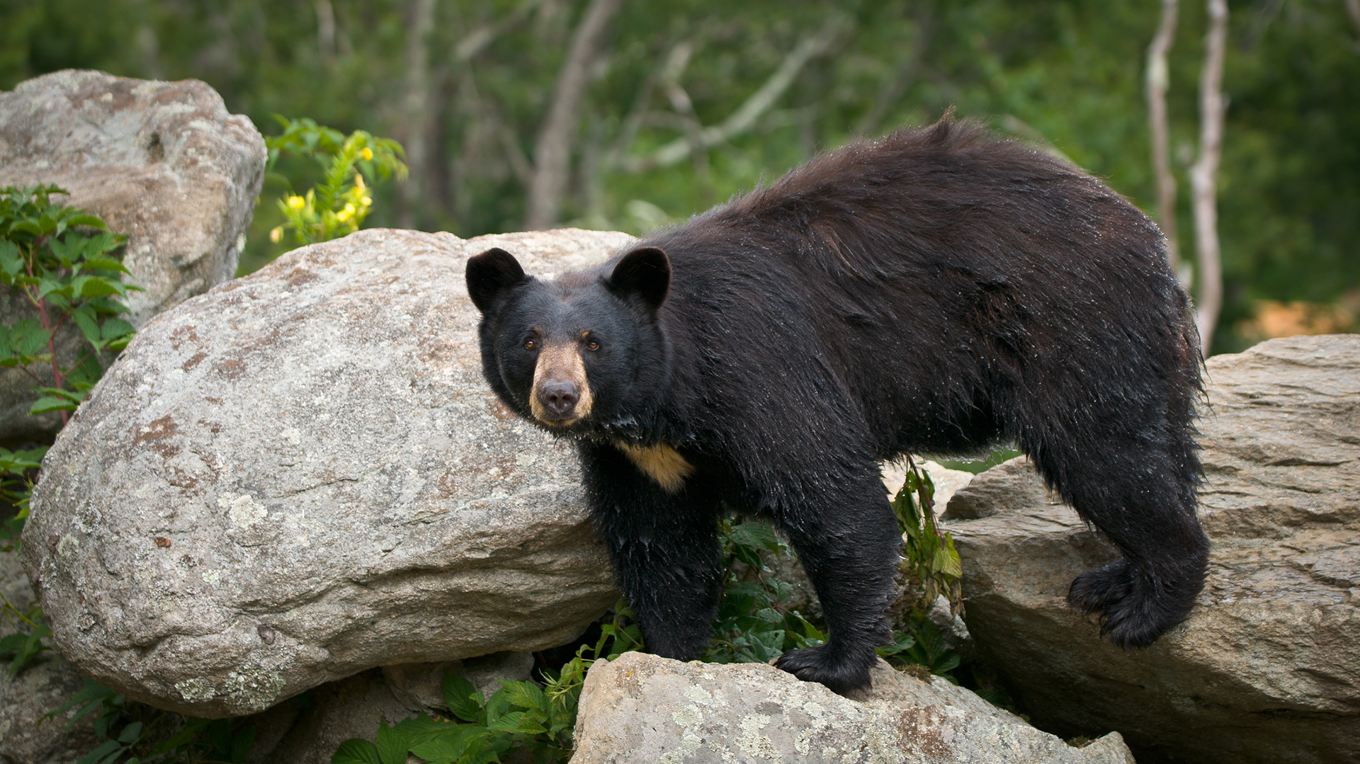 25 Quirky Facts About Great Smoky Mountains National Park