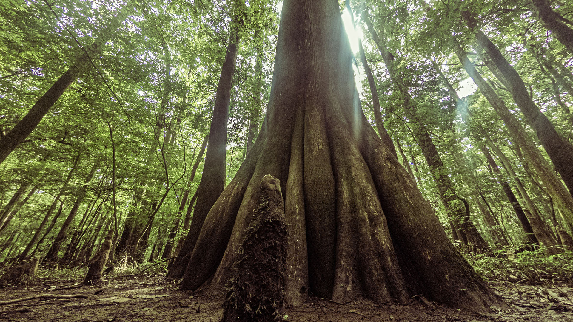 Congaree National Park: Home to the Tallest Trees in the World