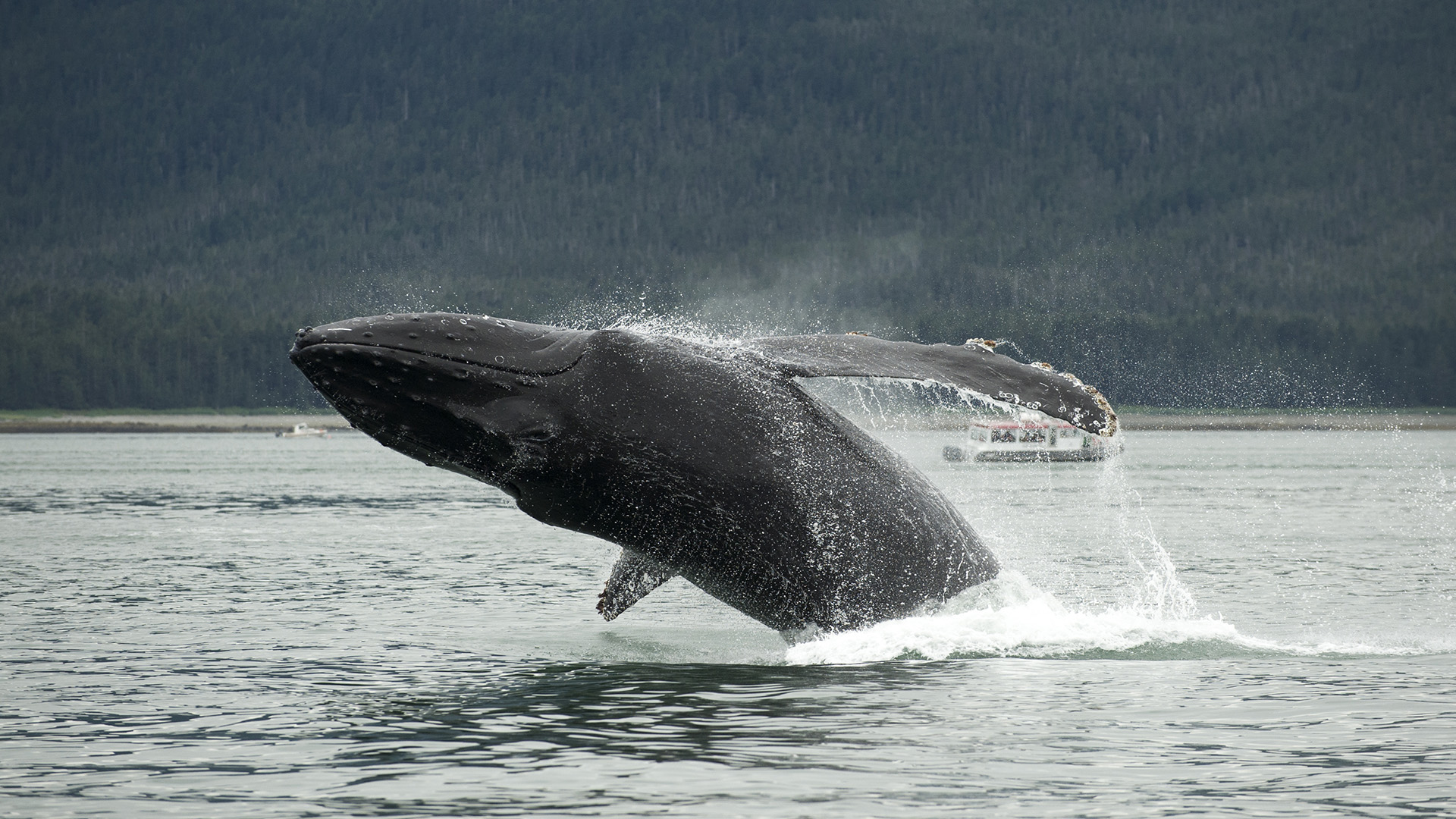 Top 10 Places to Go Whale Watching in the USA