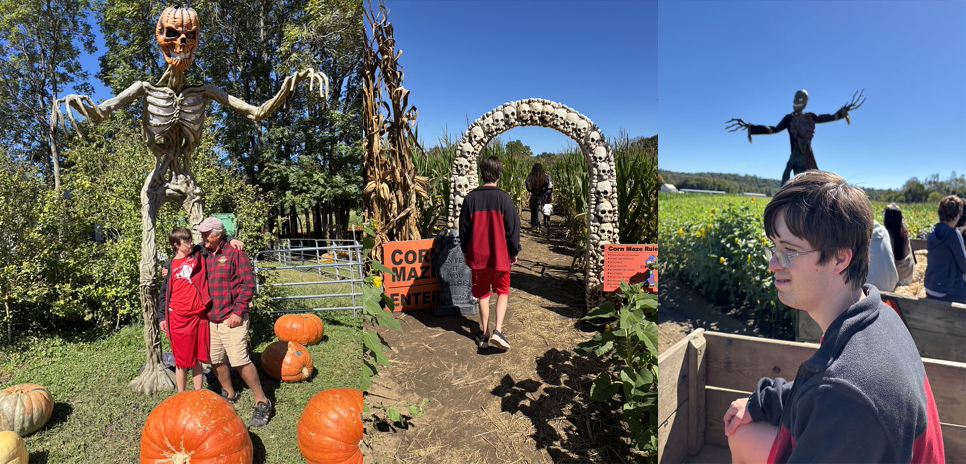 Hello, Dolly! Burwinkel Farms Honors a Legend in Sunflowers and Corn