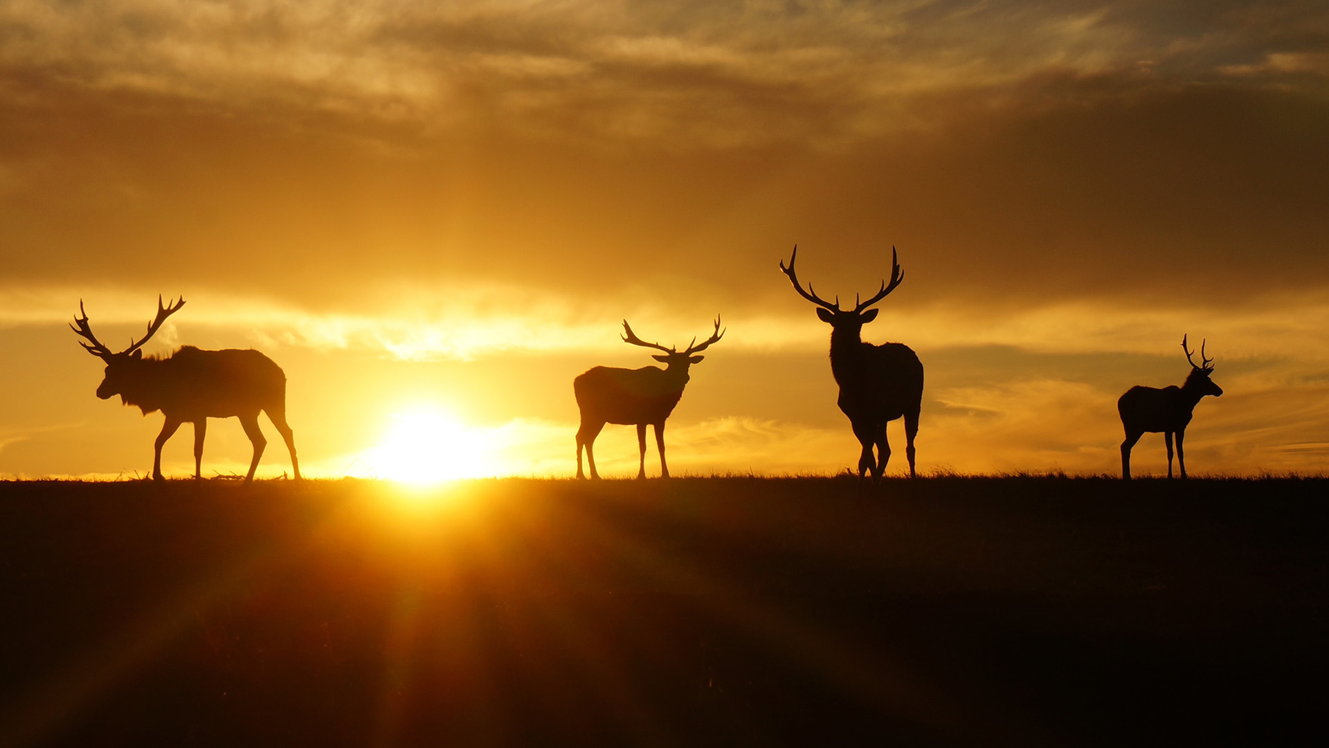 Top 10 U.S. Destinations for Stunning Wildlife Photography in America